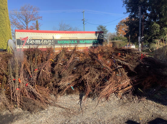 The first of 4 deliveries of thousands of bare root trees. They are in a dormant state &amp; ready to be tagged &amp; bought as is for immediate planting, or potted up to sell later in the year. Most were potted up over the course of 2 months.