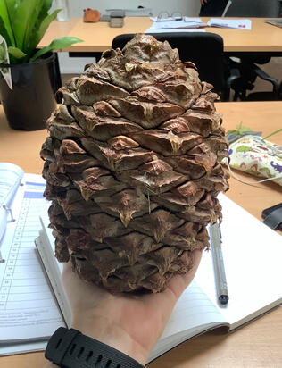 A bunya pine cone, this is a small one.