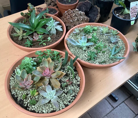 Succulent bowls I made.