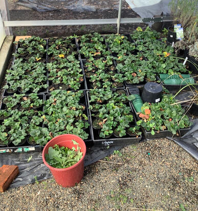 Weeding the strawberries I propagated.